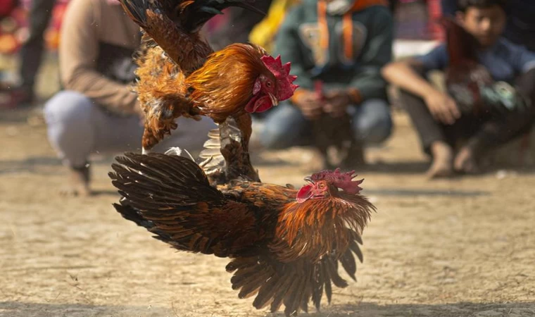 HOROZ DÖVÜŞÜ BASKINI