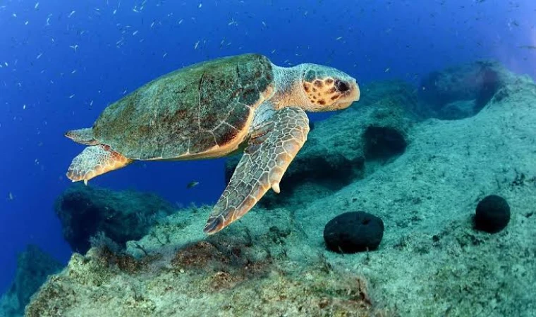 CARETTA VATANDAŞLAR TARAFINDAN KURTARILDI