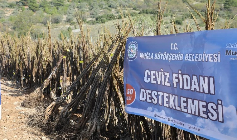 Muğla’da meyve fidanı dağıtımı devam ediyor