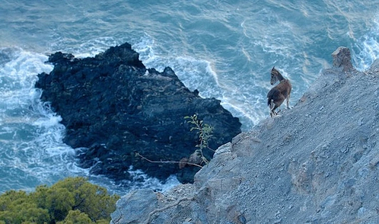 Akdeniz Bölgesini Muazzam Bir Keşfe Çıkaracak &apos;Vahşi Akdeniz’ 5 Pazar Günü 20.00’de National Geographic WILD Ekranlarında!