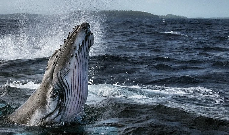 Balinaların Gizemli Dünyası’ 2 Haziran’da National Geographic WILD Ekranlarında Başlıyor!