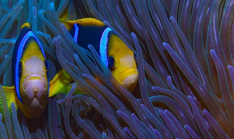 Cenneti Korumak: Niue’nin Hikayesi’ 11 Haziran Salı 20.00’de National Geographic Ekranlarında!