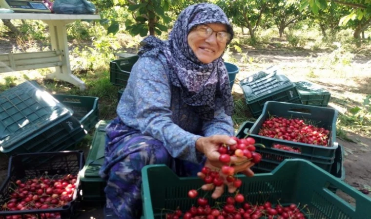 Kiraz Hasat Şenliği bugün yapılacak