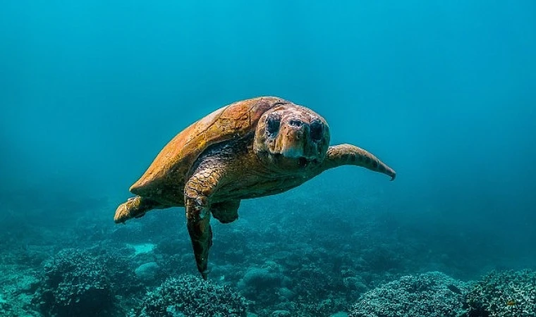 National Geographic NOW Seç-İzle Servisi Temmuz Ayında &apos;Okyanuslar’ Temasıyla Dopdolu İçerikler Sunuyor