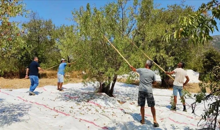 Sıcak hava badem üreticisini zorluyor