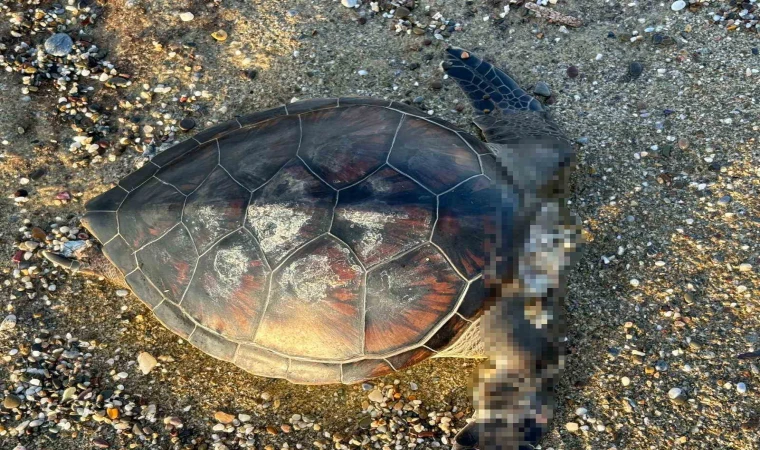 Caretta Caretta cinsi deniz kaplumbağası başı kopmuş şekilde bulundu.