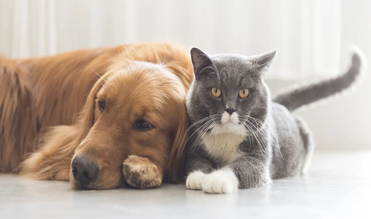 Kedi veya Köpeğiniz Antifriz Yediyse Ne Yapmalı