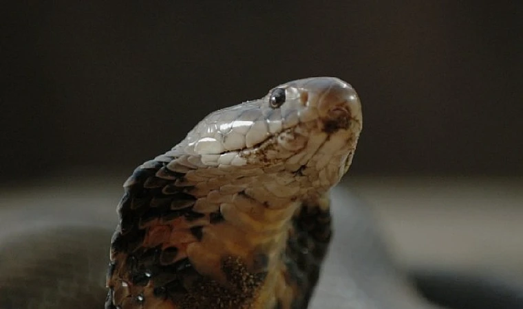 Şehirdeki Yılanlar: Zehirli Karşılaşmalar’ 2 Mart Pazar Günü 20.00’de National Geographic WILD Ekranlarında!