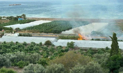 Avokado ağaçları yangında zarar gördü