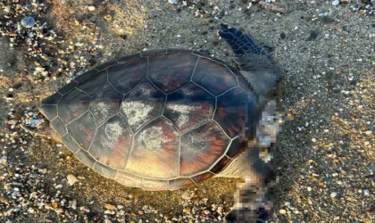 Caretta Caretta cinsi deniz kaplumbağası başı kopmuş şekilde bulundu.