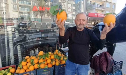 Antalya’nın dev portakalları: 3 tanesi 2 kilo geliyor